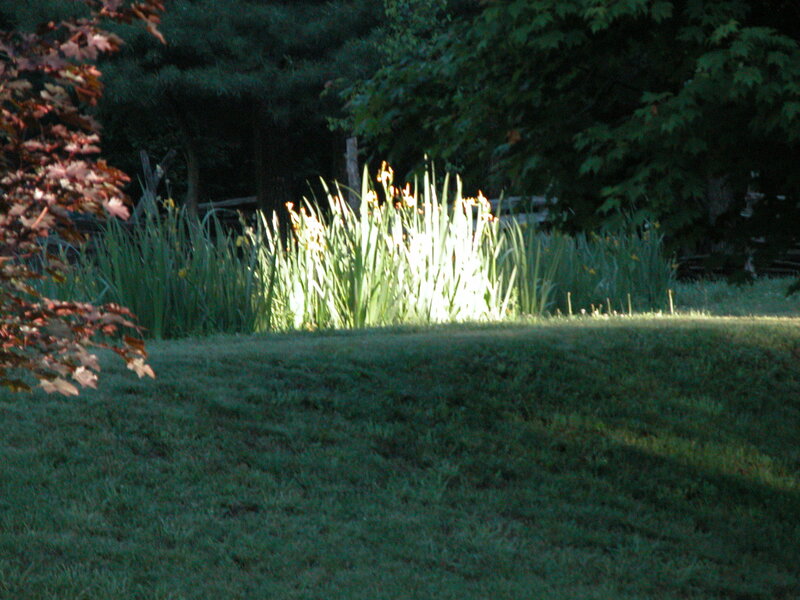 Sunlit garden at dusk