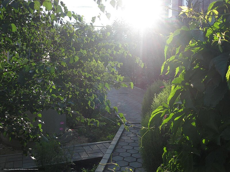 Sunlit Garden Path — Green