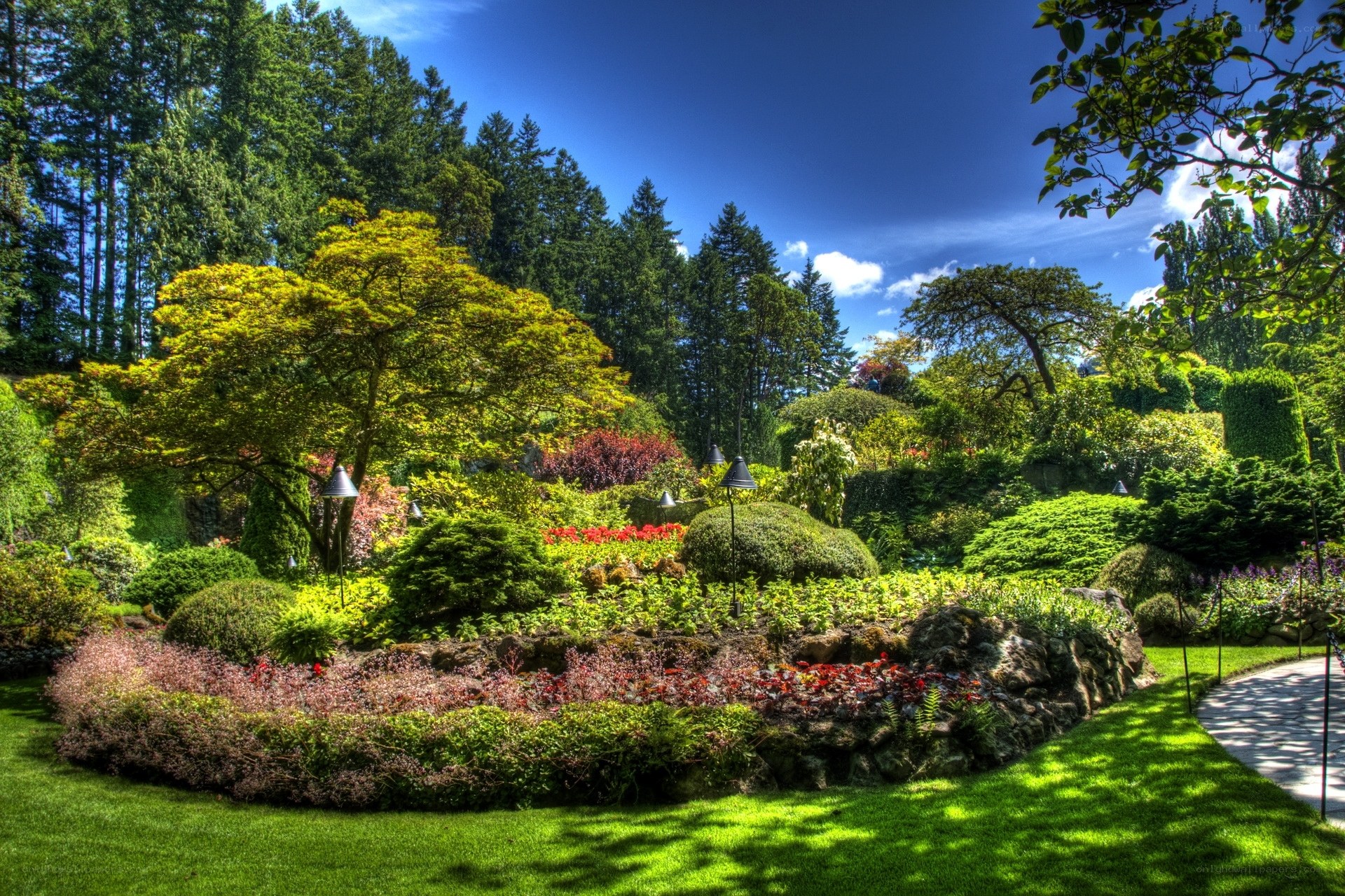 Sunlit garden with colorful flowers
