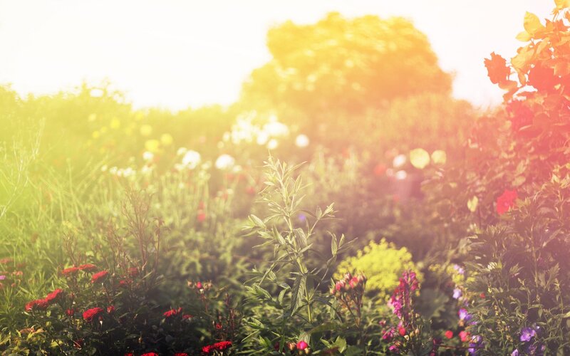 Sunlit Garden with Flowers — Green