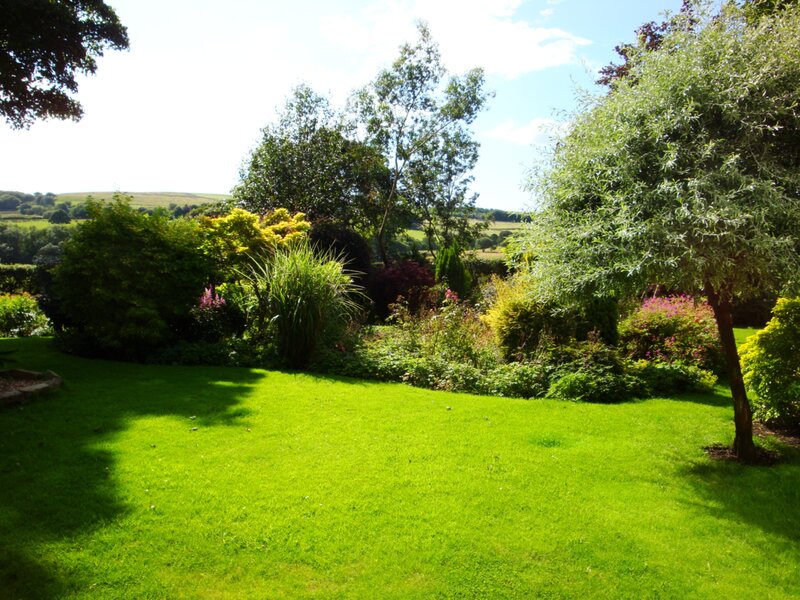 Sunlit garden with lush lawn