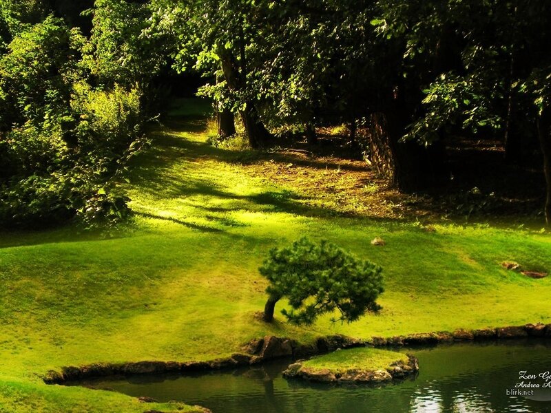 Sunlit garden with pond
