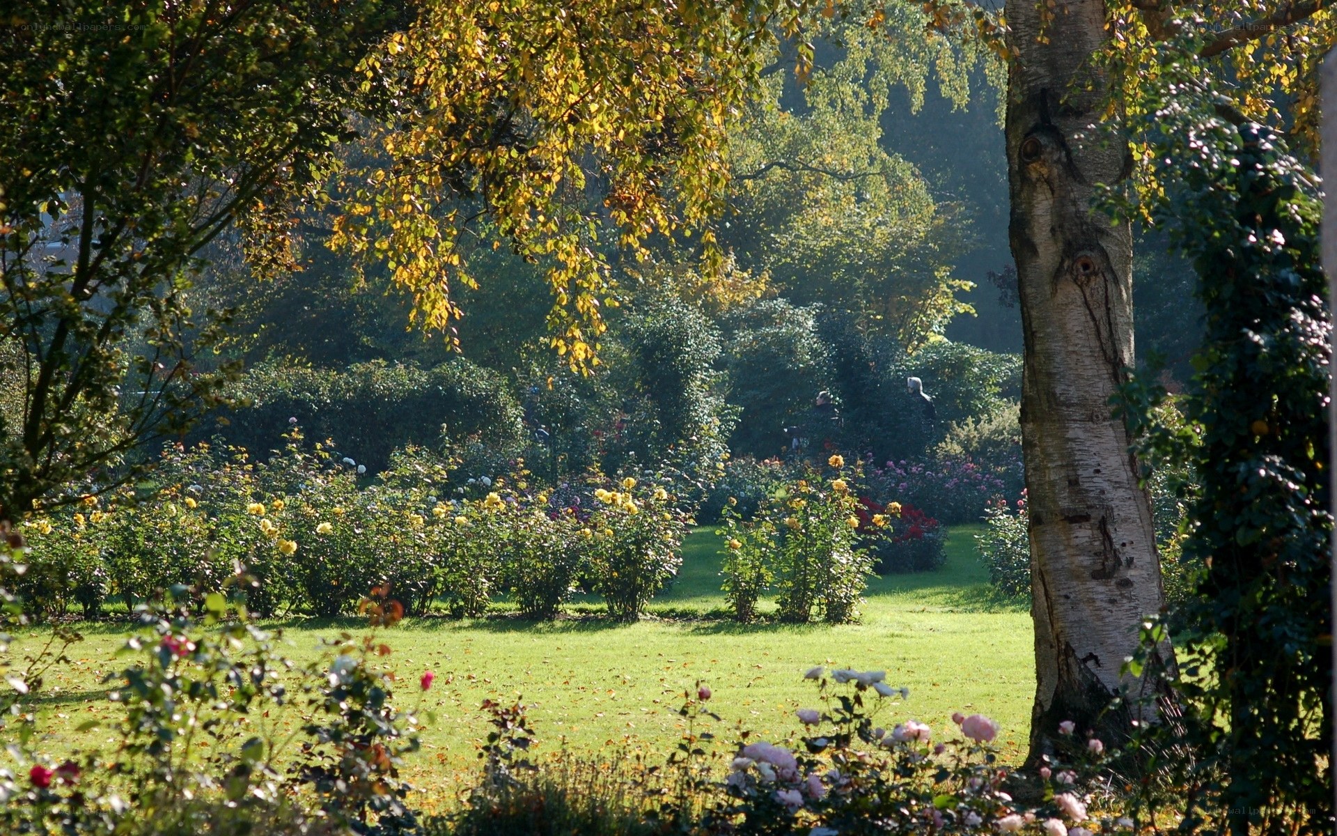 Sunlit garden with roses