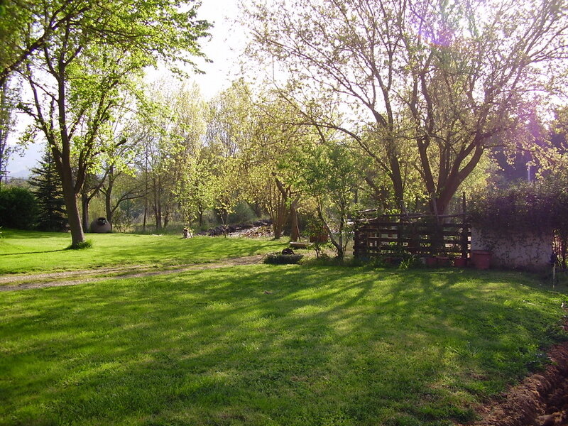 Sunlit garden with trees