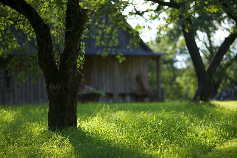 Sunlit garden with wooden shed