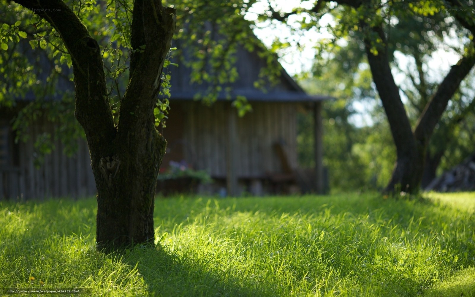 Sunlit garden with wooden shed