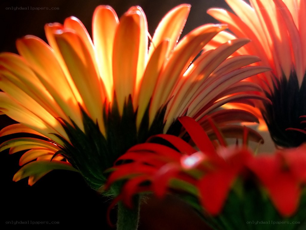 Sunlit gerbera daisies