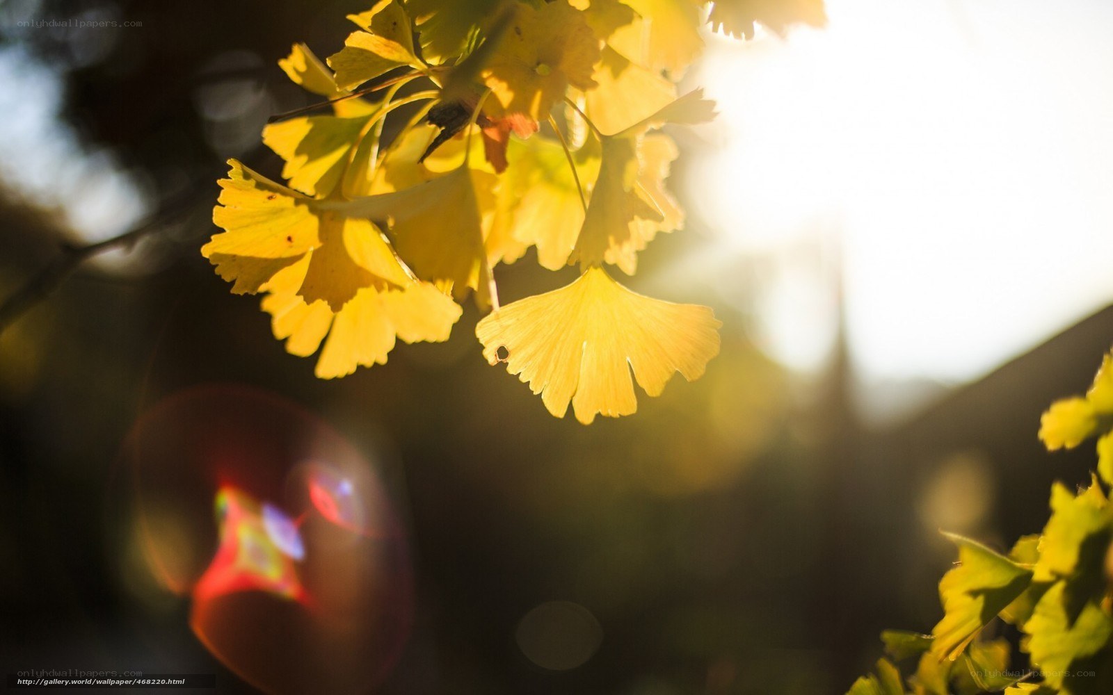Sunlit ginkgo leaves