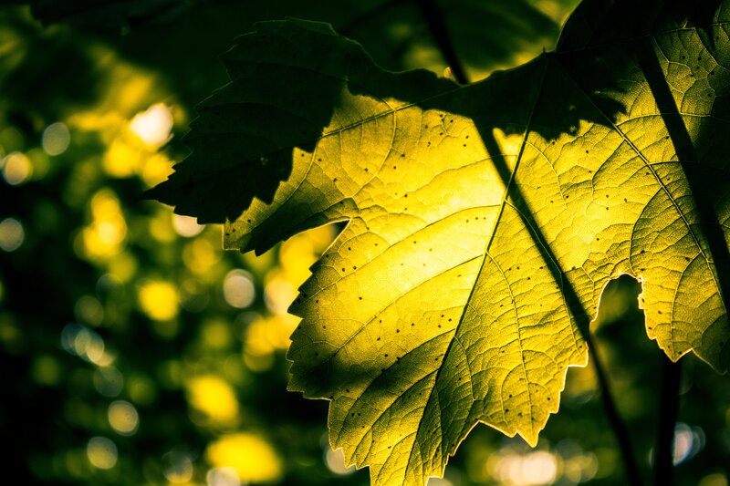 Sunlit Grape Leaf — Green