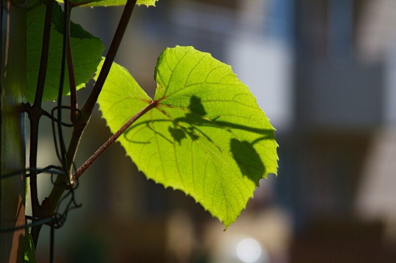 sunlit grape leaf
