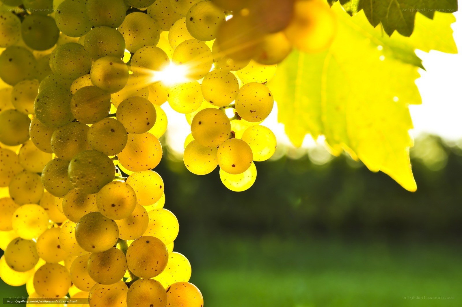 Sunlit grapes in vineyard