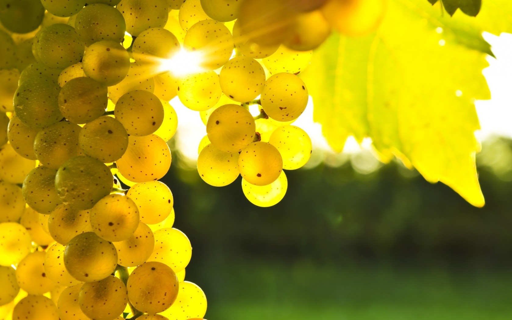 Sunlit grapes on a vine