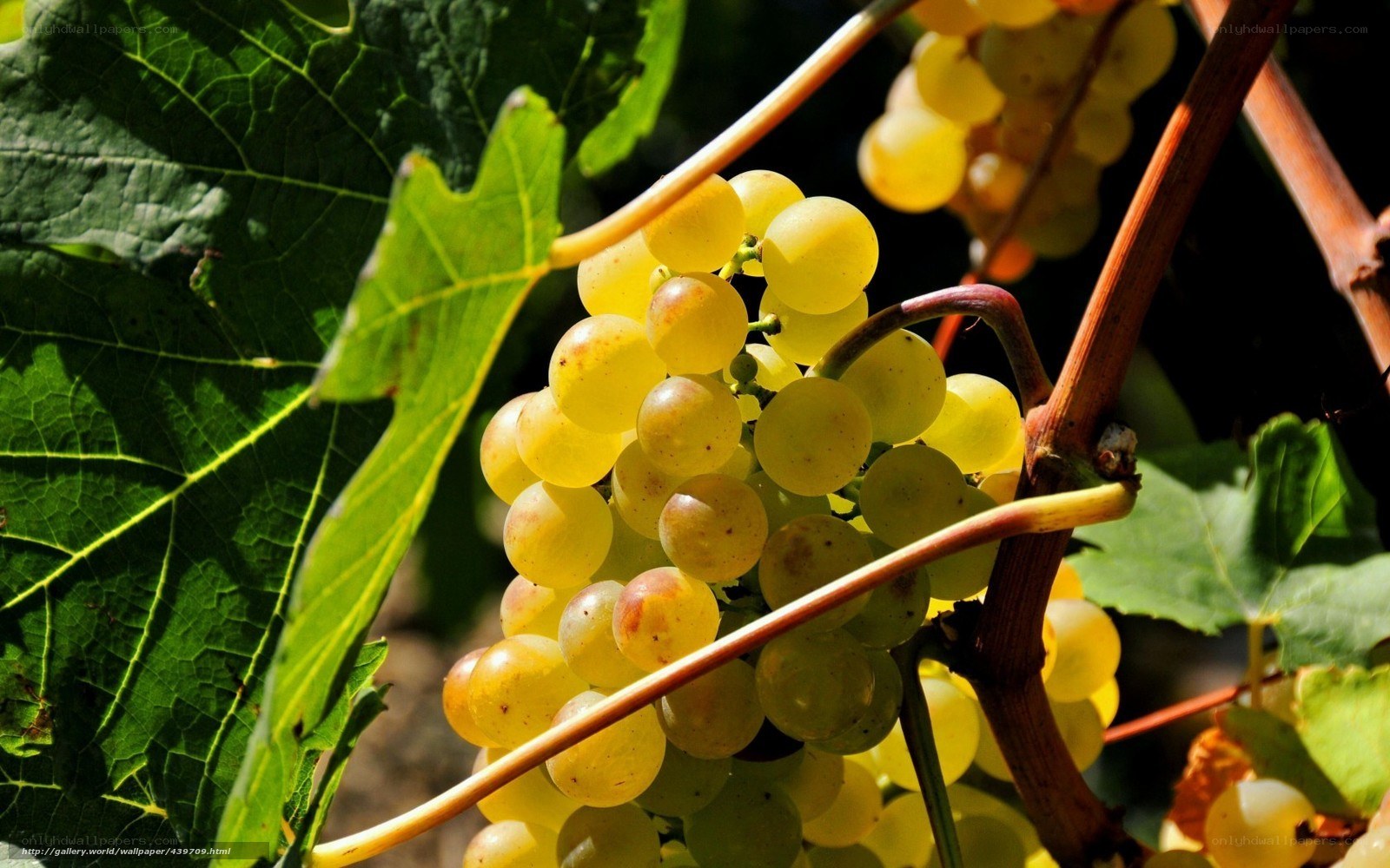 Sunlit grapes on a vine