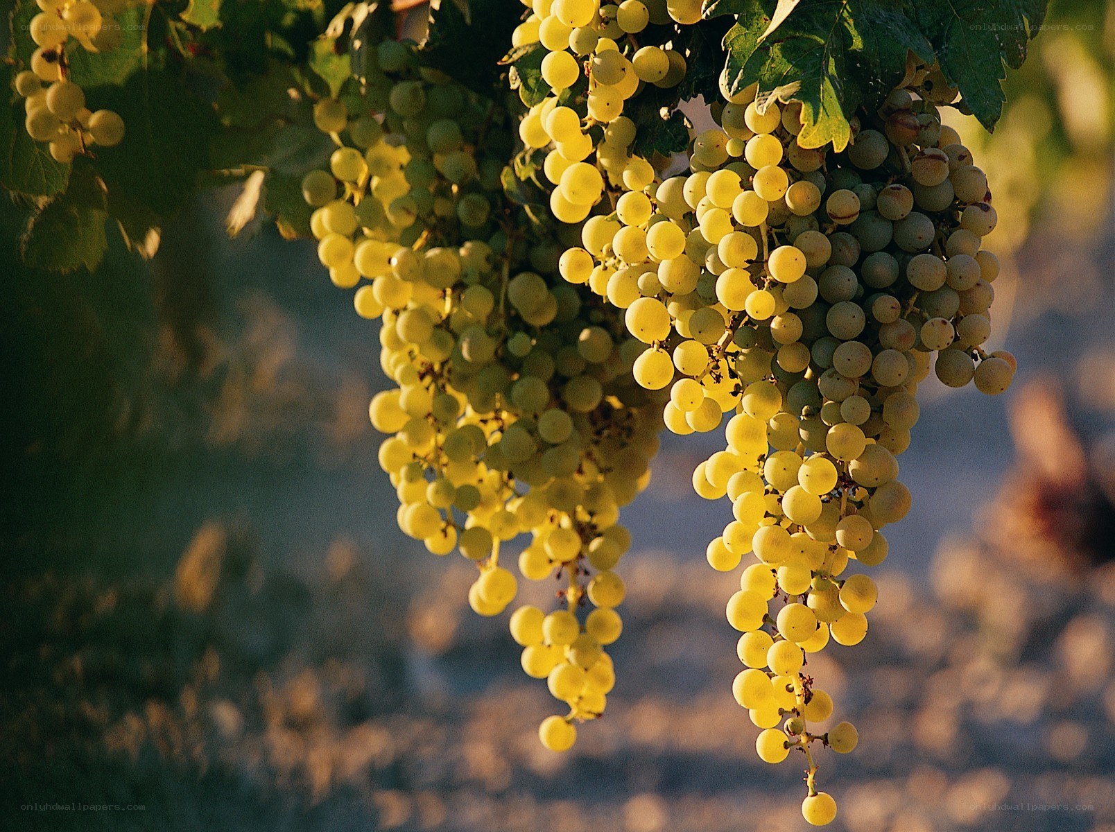 Sunlit grapes on the vine