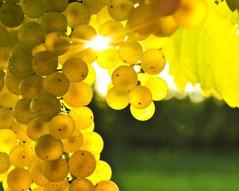Sunlit grapes on the vine