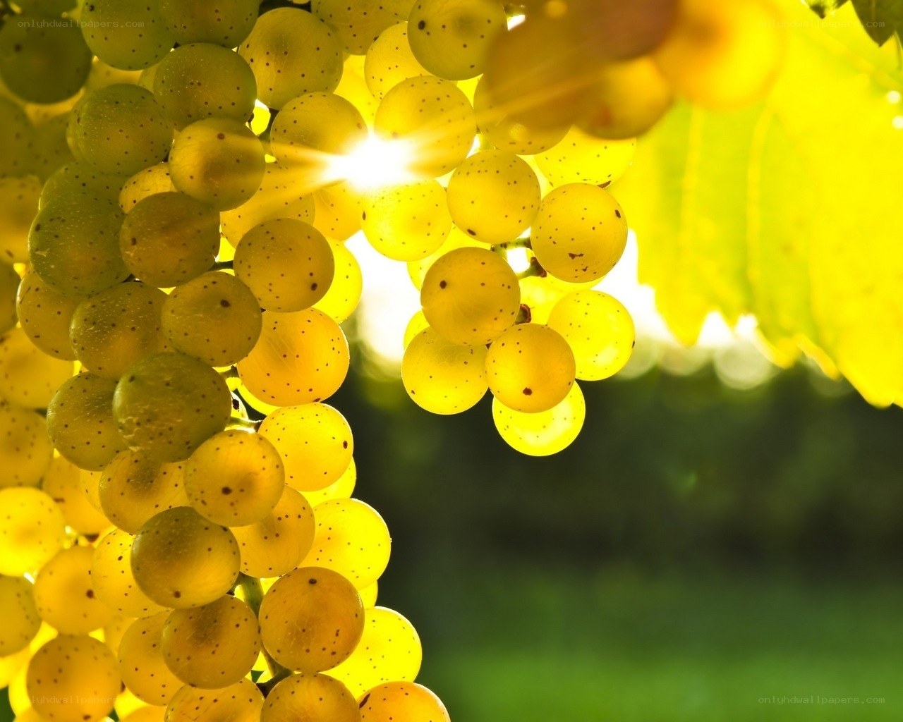 Sunlit grapes on the vine