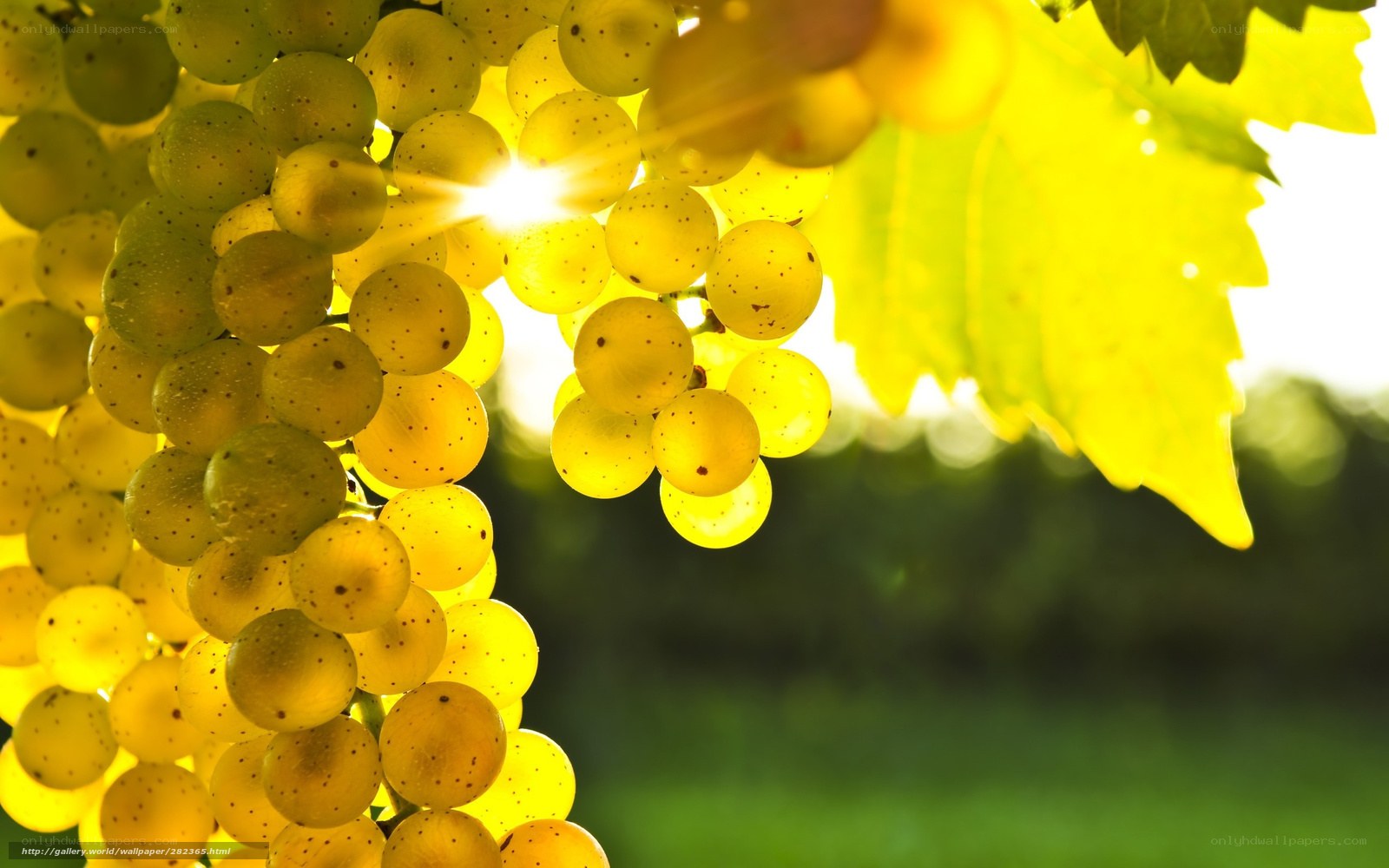 Sunlit grapes on vine