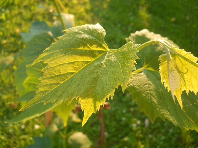 sunlit grapevine leaf