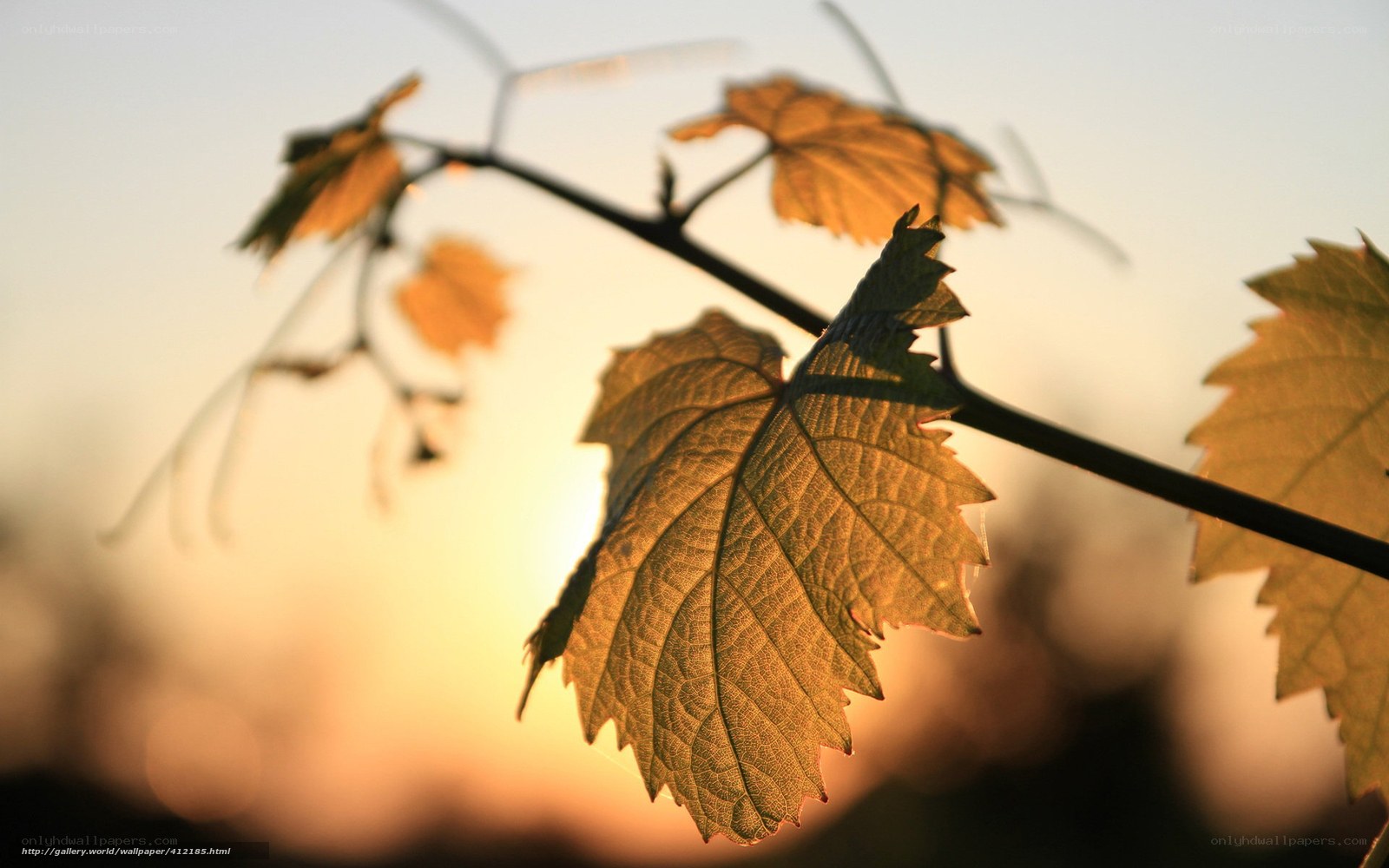 Sunlit grapevine leaf