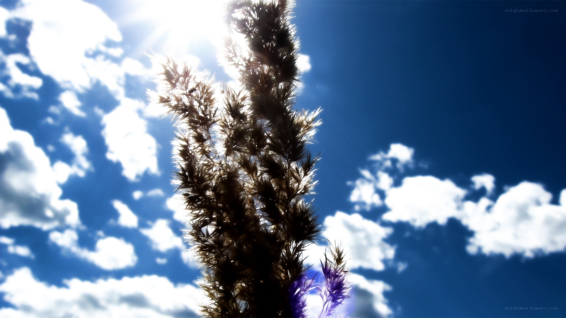 Sunlit grass against blue sky