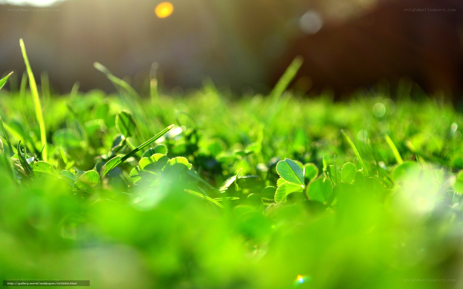 Sunlit grass and clover