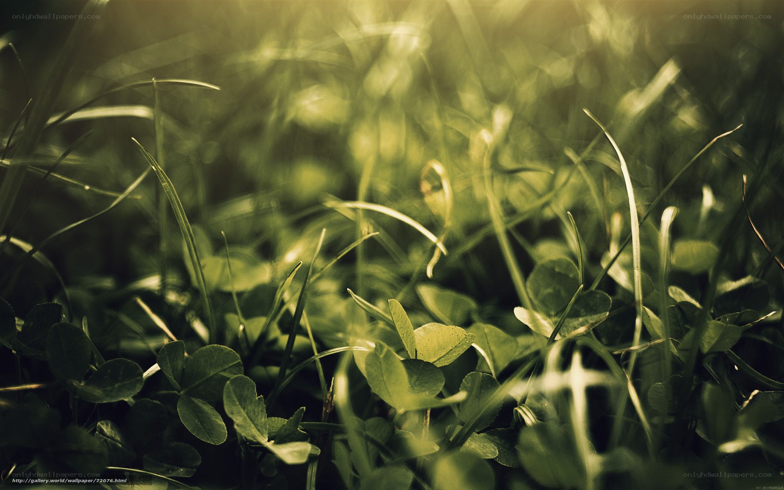 Sunlit grass and clover