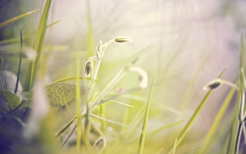 Sunlit grass and flower buds