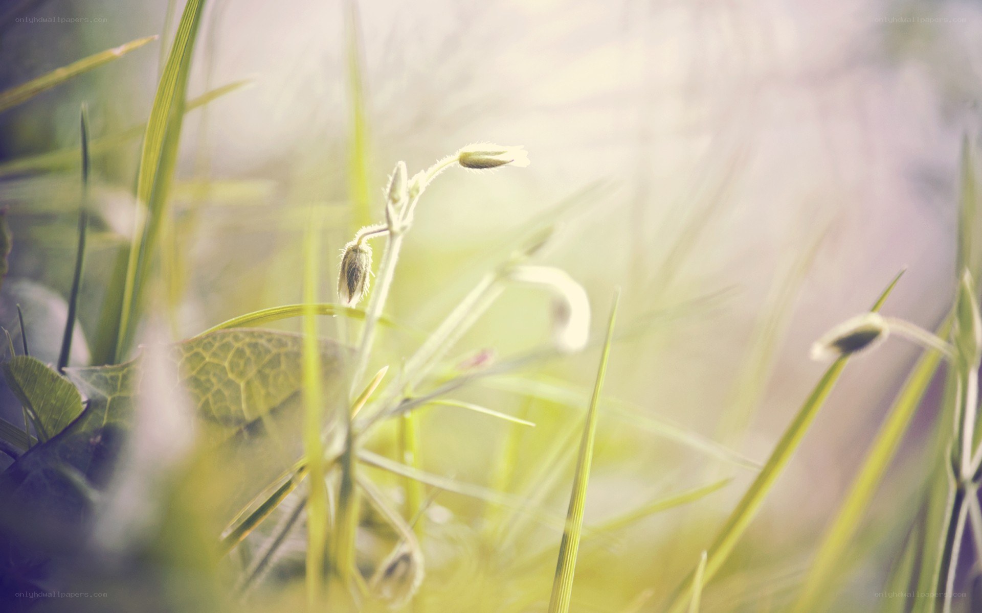 Sunlit grass and flower buds