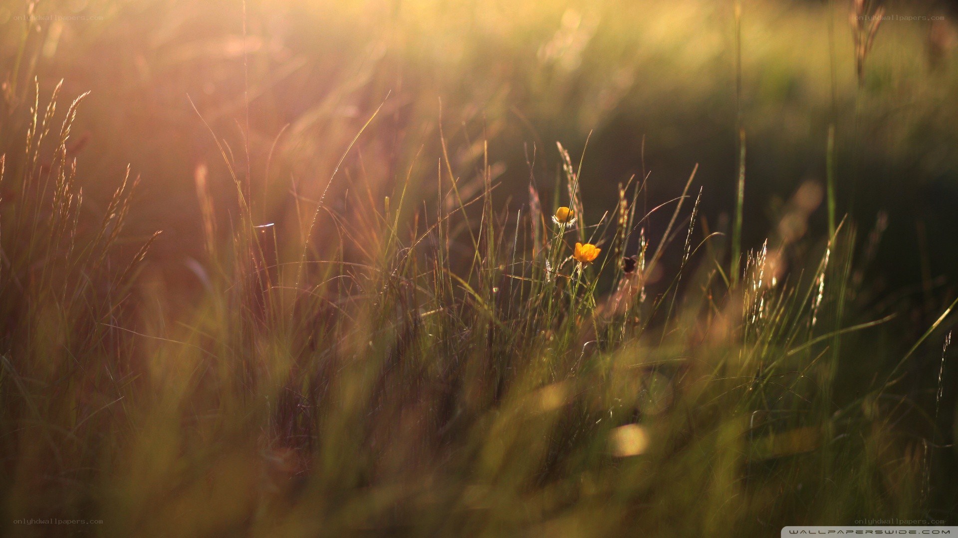 Sunlit grass and flowers