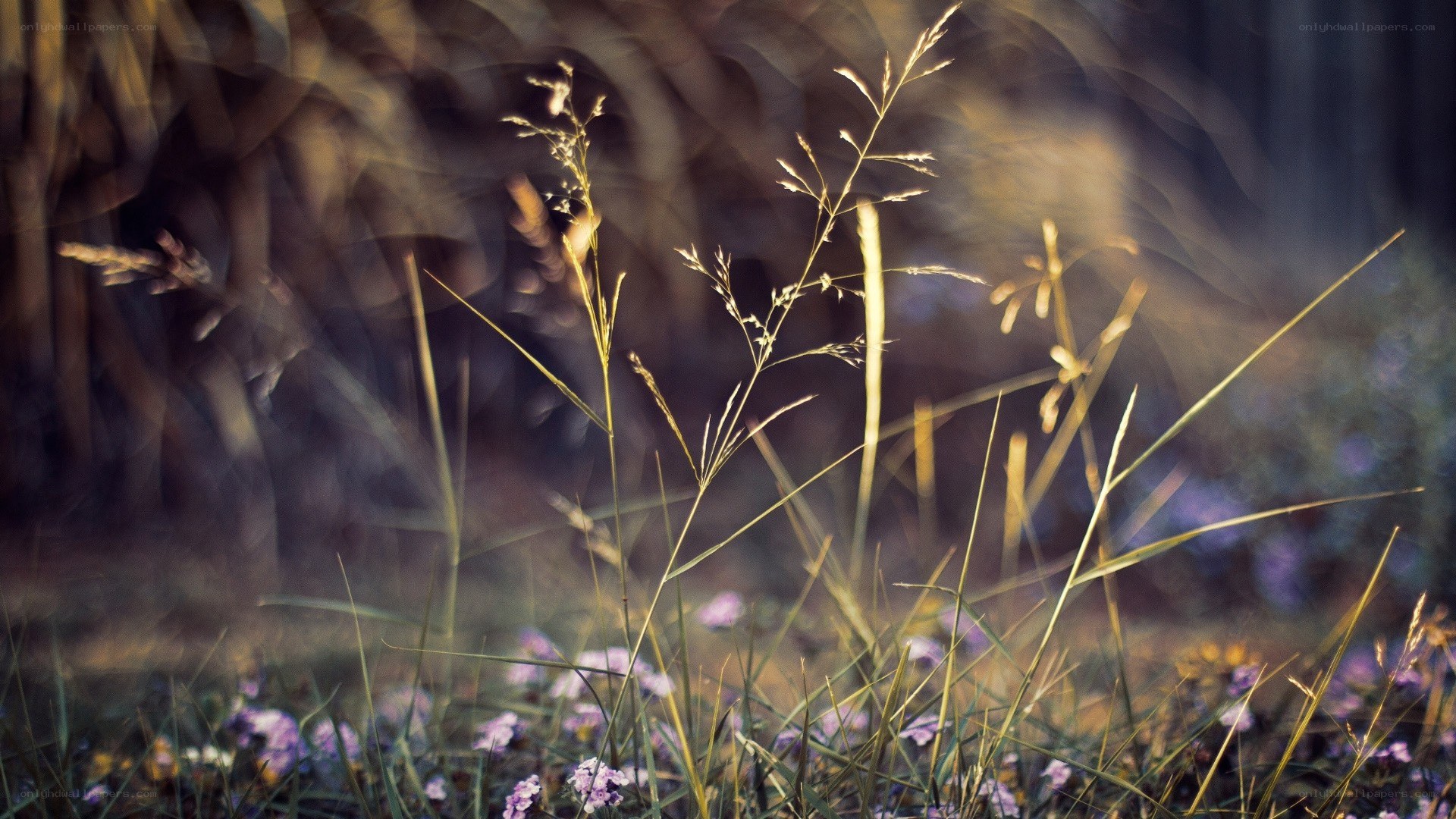 Sunlit grass and wildflowers