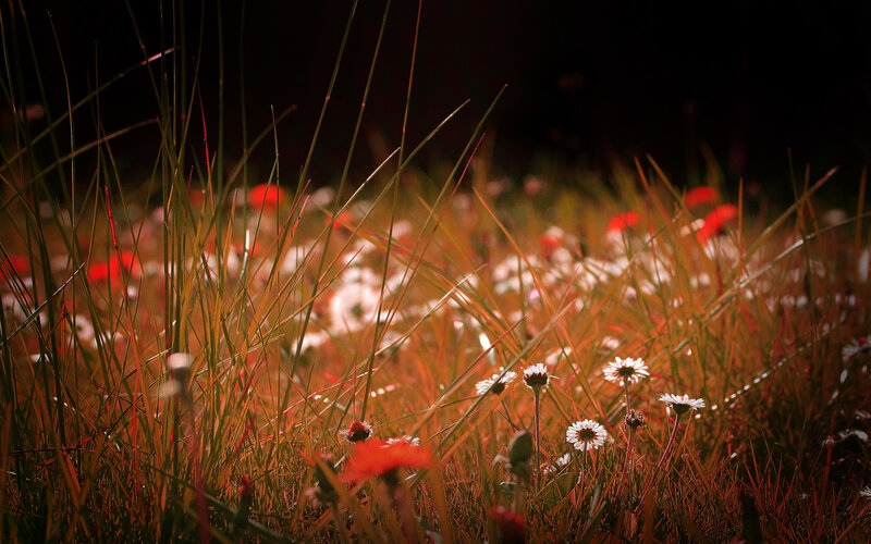 Sunlit grass and wildflowers