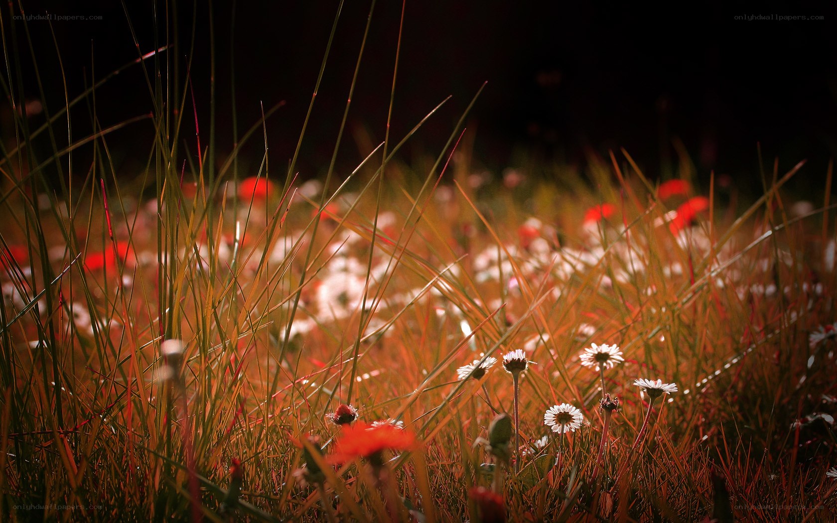 Sunlit grass and wildflowers