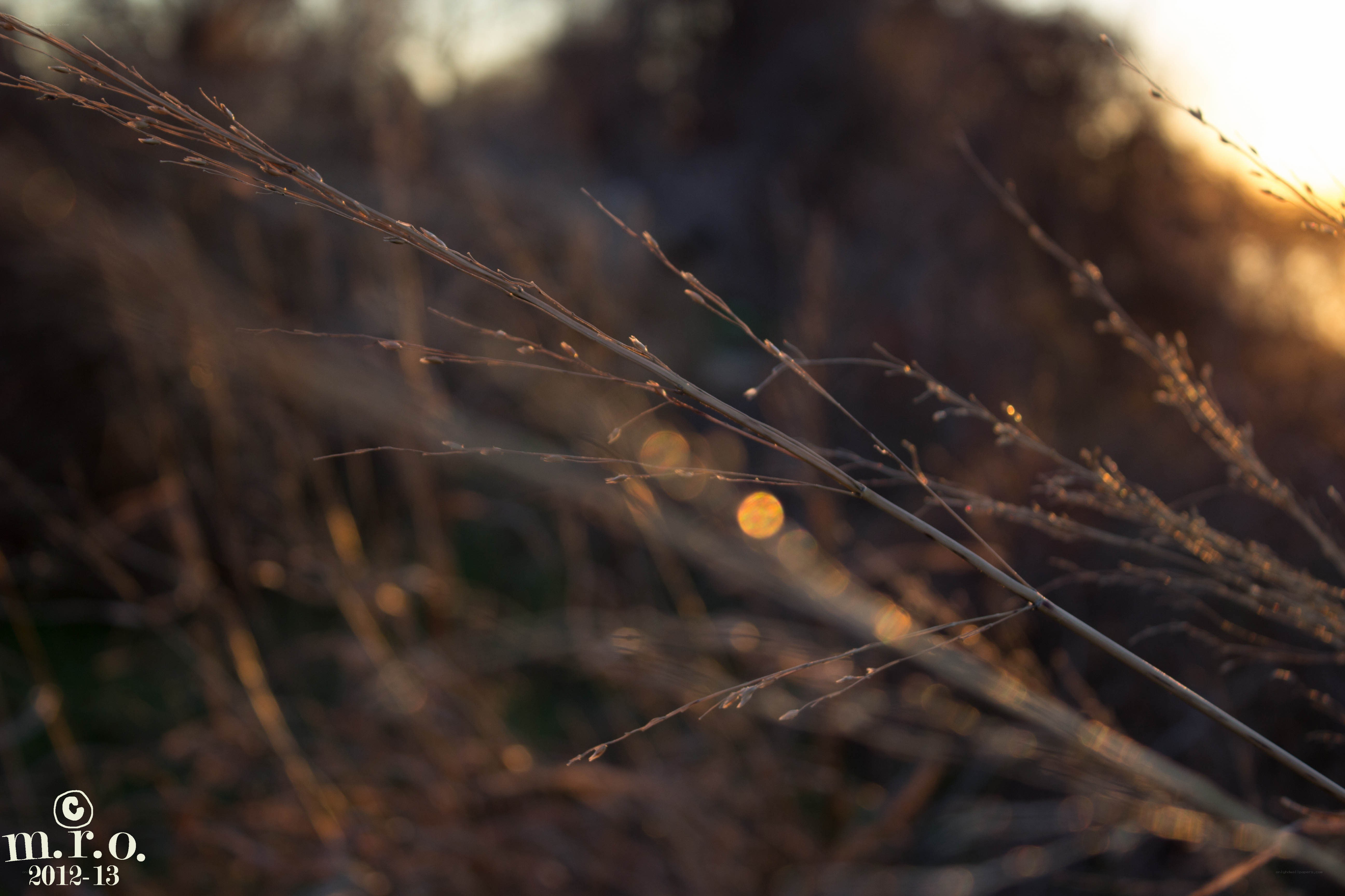 Sunlit grass at sunset