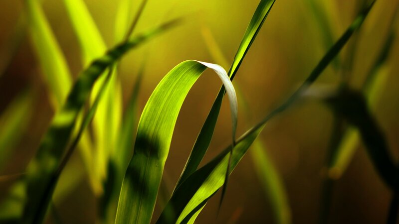 Sunlit grass blade in focus