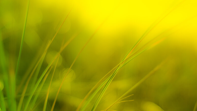 Sunlit grass blades
