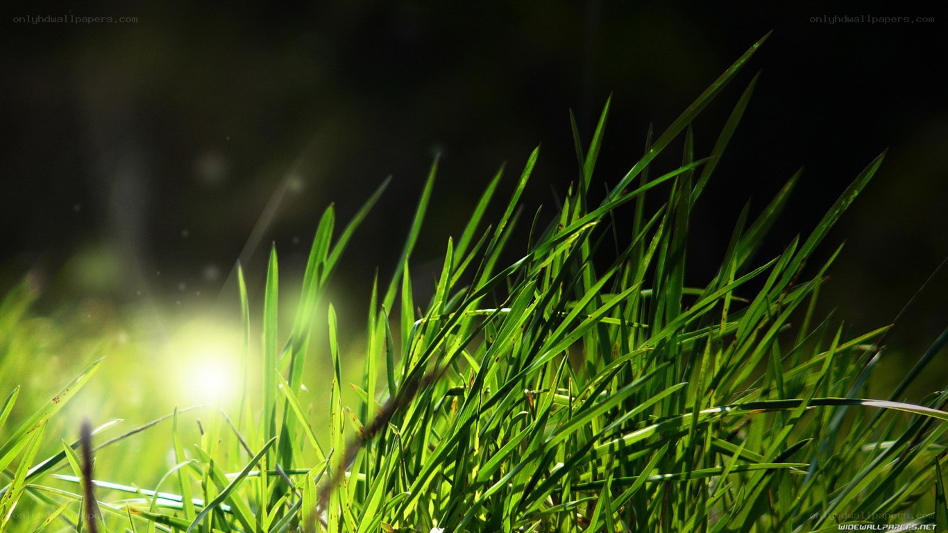 Sunlit grass blades