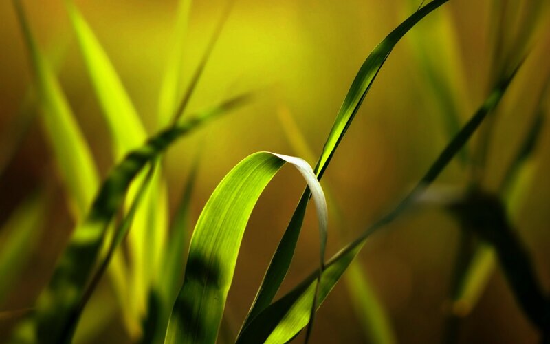 Sunlit grass blades
