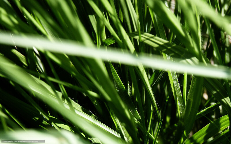 Sunlit grass blades