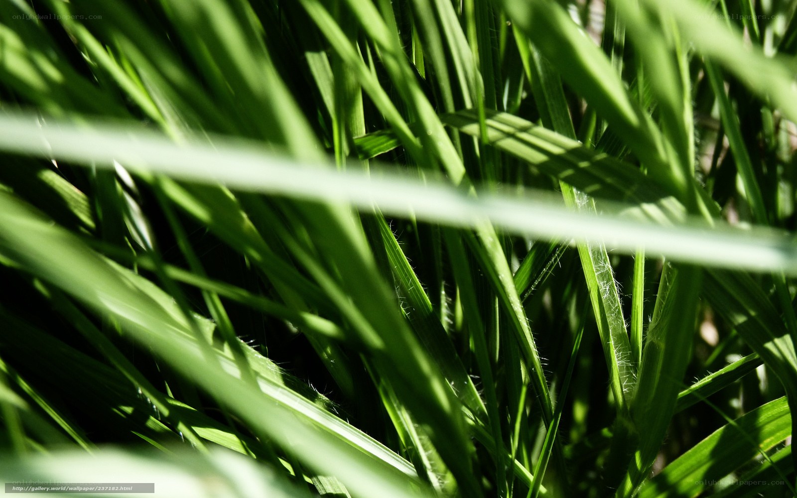 Sunlit grass blades