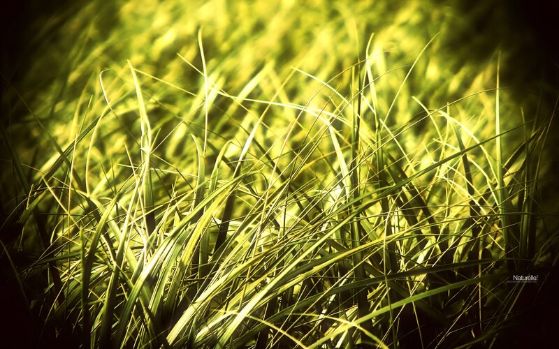 Sunlit grass blades