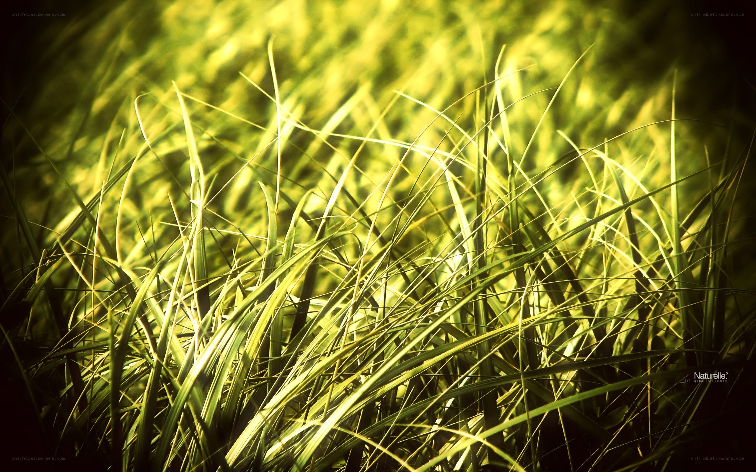 Sunlit grass blades