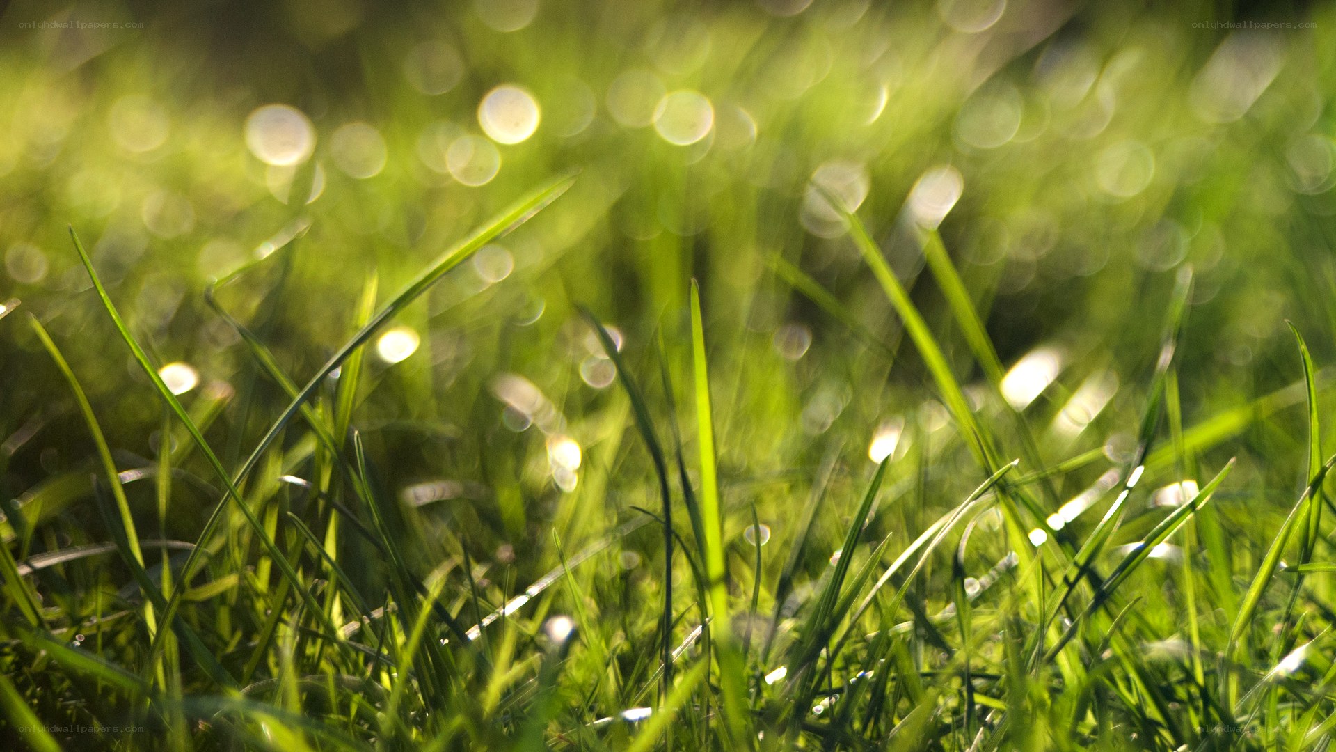 sunlit grass blades