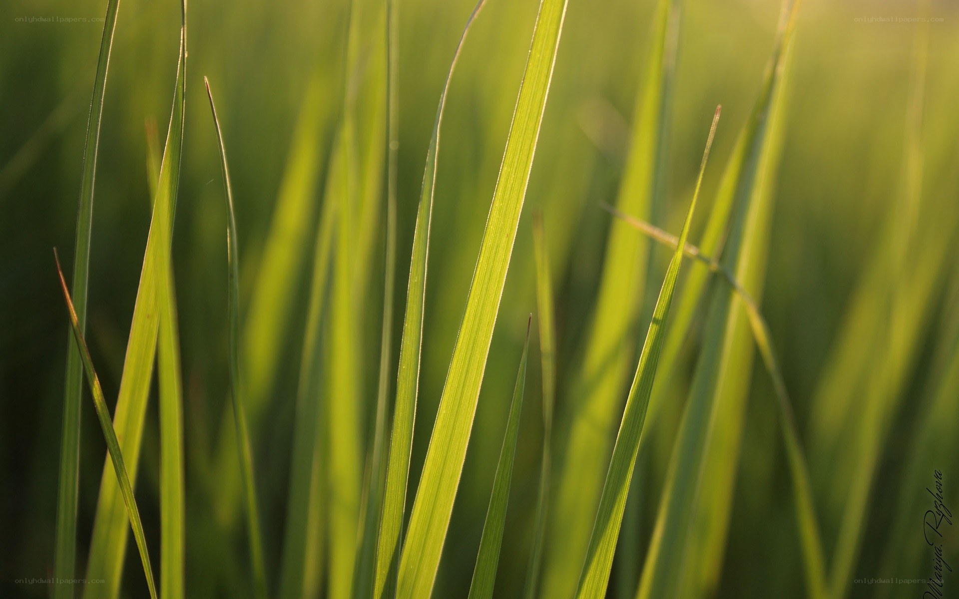 Sunlit grass blades