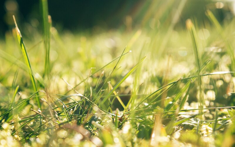 sunlit grass blades