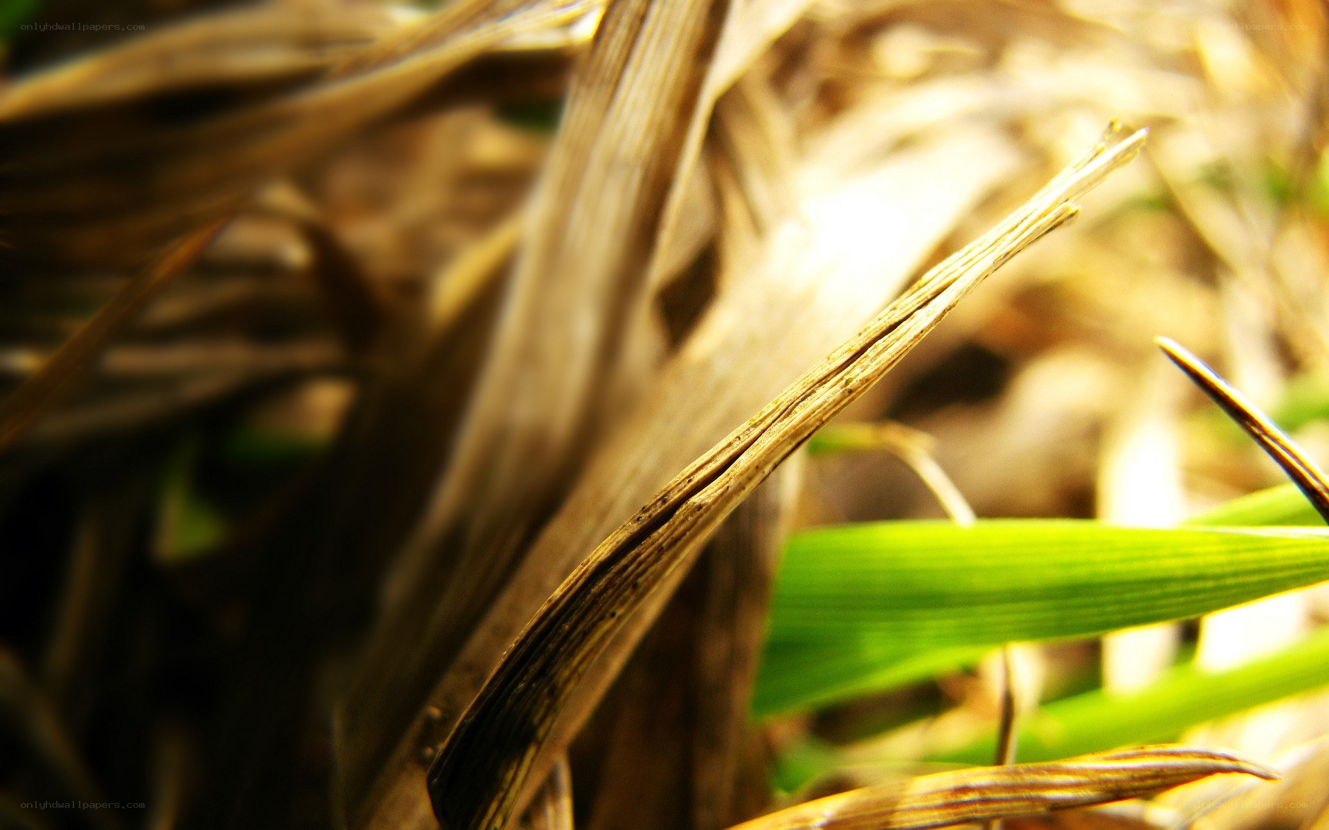 Sunlit grass blades