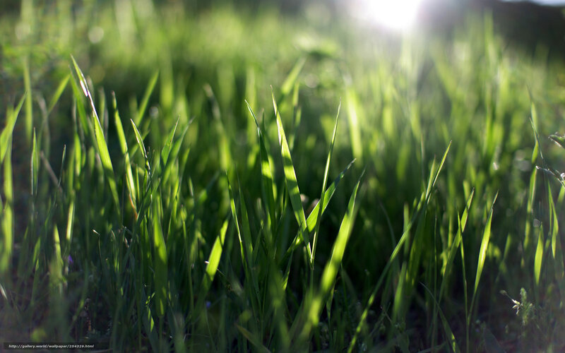 Sunlit grass blades