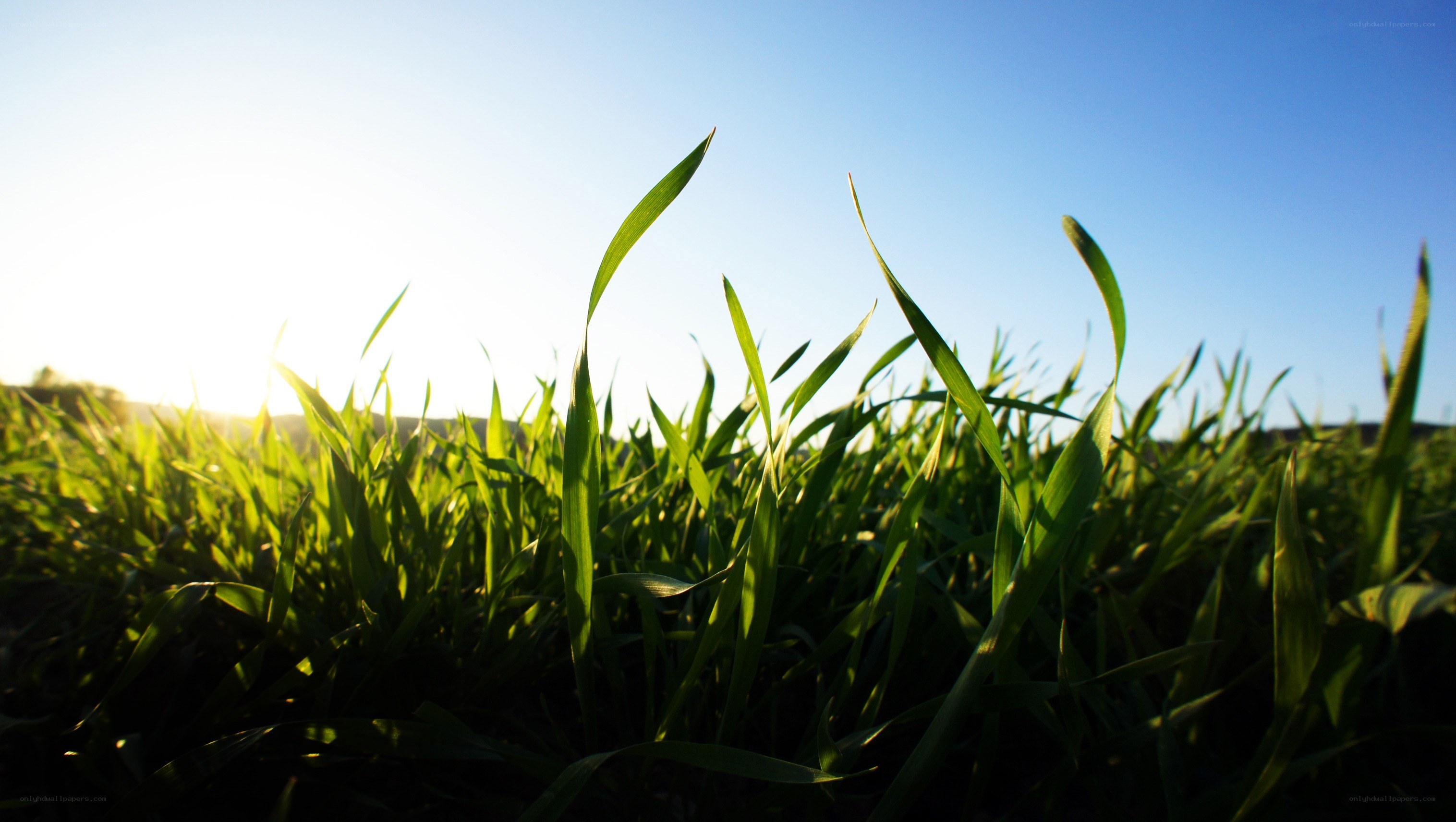 Sunlit grass blades at dawn