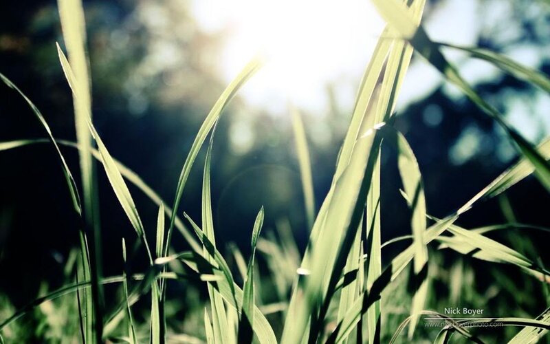 Sunlit Grass Blades — Green