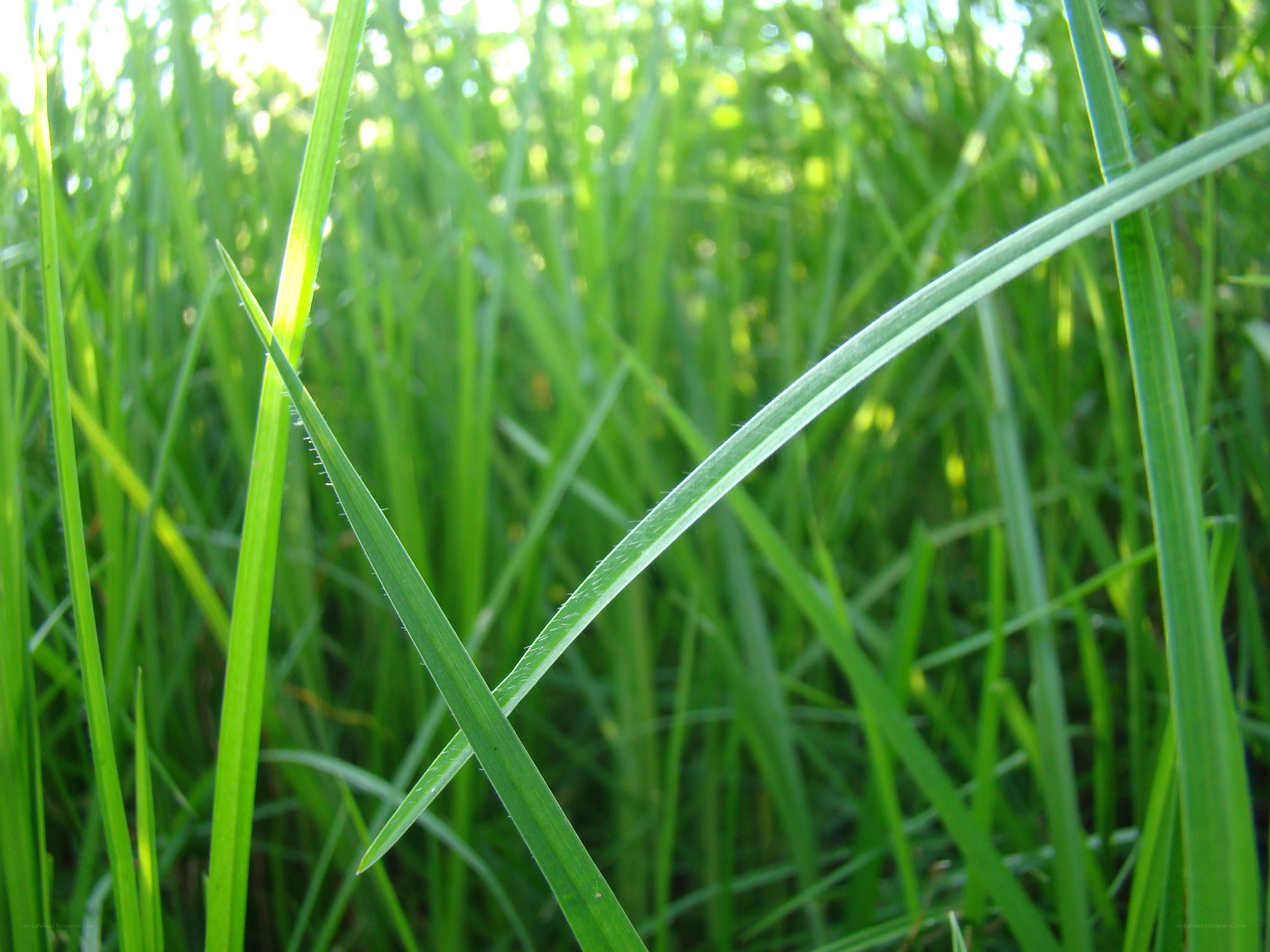 Sunlit grass blades in a field