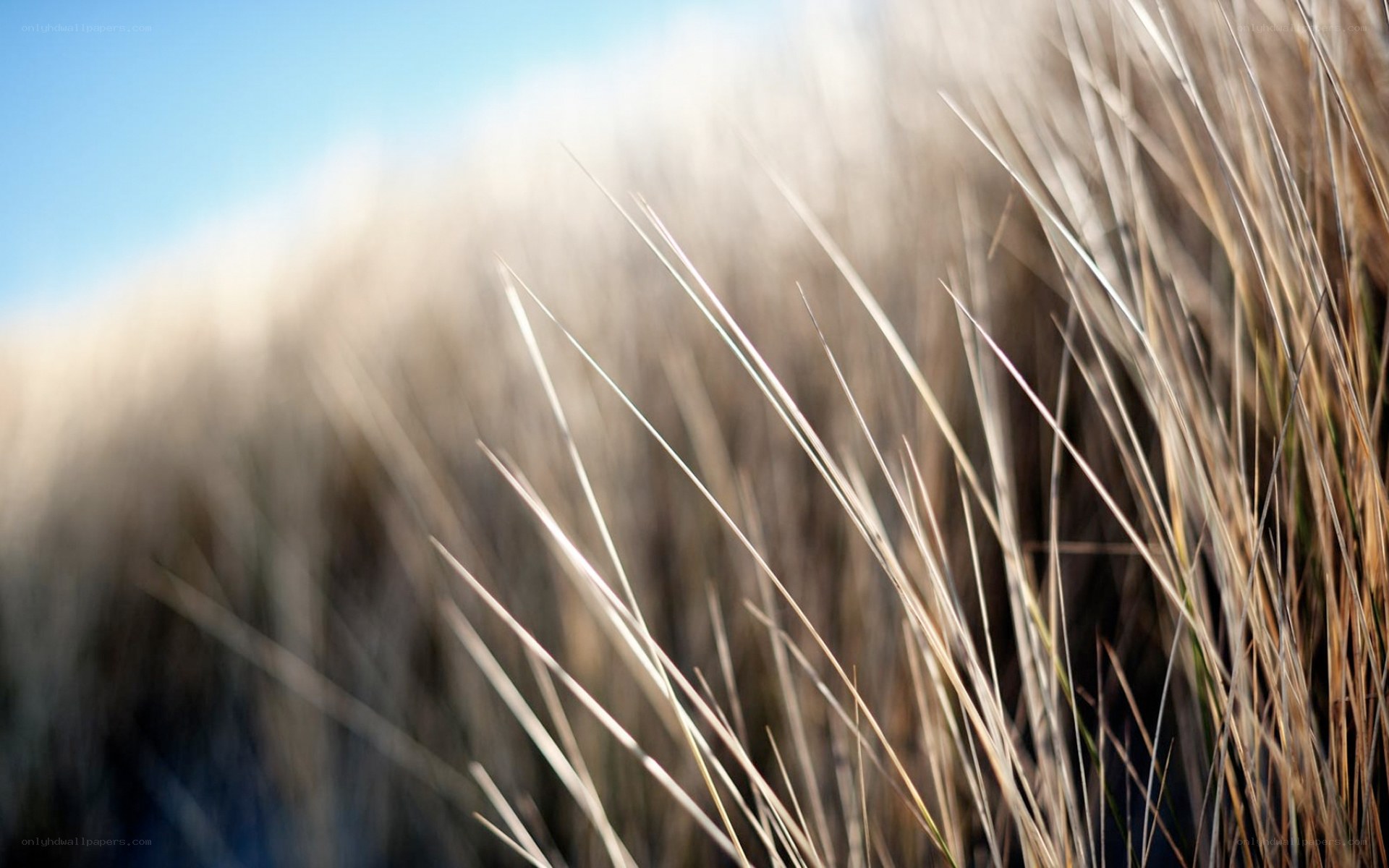 Sunlit grass blades in breeze